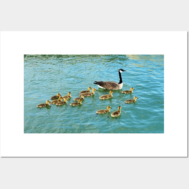 Family of young Geese Goslings Swimming Together Wall Art by BackyardBirder